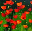 PFAADT Aur�lie - Lady Poppies
