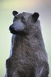 TELQUE