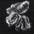 BLOEMEN Marie.T - 